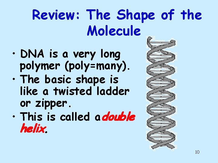 Review: The Shape of the Molecule • DNA is a very long polymer (poly=many). Review: The Shape of the Molecule • DNA is a very long polymer (poly=many).