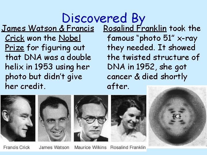 Discovered By James Watson & Francis Crick won the Nobel Prize for figuring out Discovered By James Watson & Francis Crick won the Nobel Prize for figuring out
