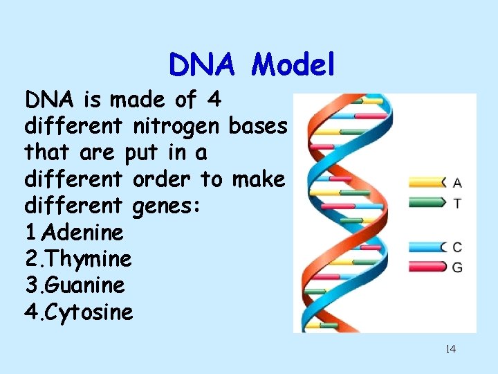 DNA Model DNA is made of 4 different nitrogen bases that are put in DNA Model DNA is made of 4 different nitrogen bases that are put in