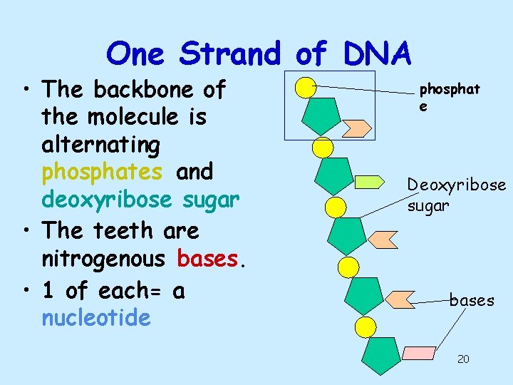 One Strand of DNA • The backbone of the molecule is alternating phosphates and One Strand of DNA • The backbone of the molecule is alternating phosphates and