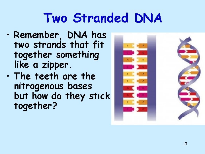 Two Stranded DNA • Remember, DNA has two strands that fit together something like Two Stranded DNA • Remember, DNA has two strands that fit together something like
