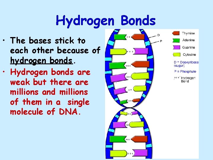 Hydrogen Bonds • The bases stick to each other because of hydrogen bonds. • Hydrogen Bonds • The bases stick to each other because of hydrogen bonds. •