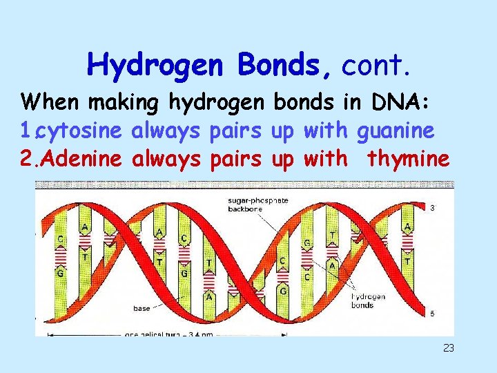 Hydrogen Bonds, cont. When making hydrogen bonds in DNA: 1. cytosine always pairs up Hydrogen Bonds, cont. When making hydrogen bonds in DNA: 1. cytosine always pairs up
