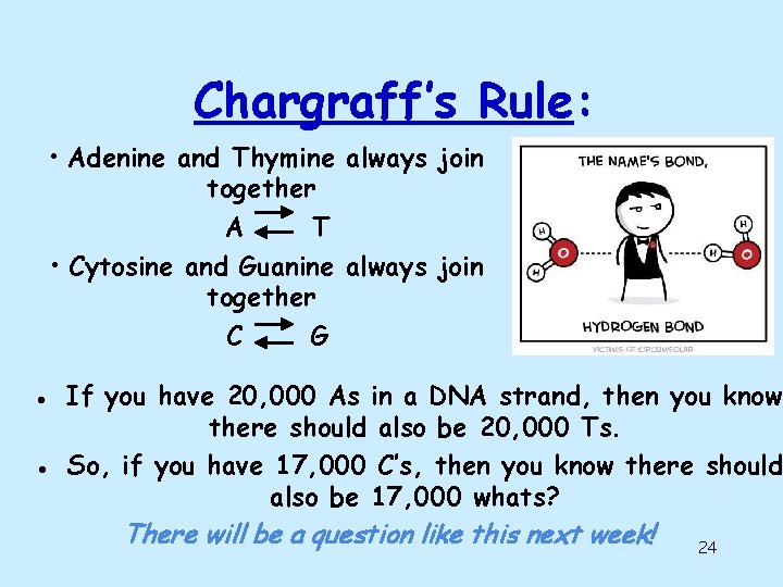 Chargraff’s Rule: • Adenine and Thymine always join together A T • Cytosine and Chargraff’s Rule: • Adenine and Thymine always join together A T • Cytosine and