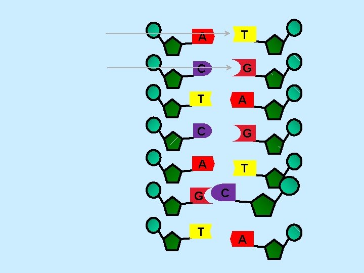 A T C G T A C G A T G T C A A T C G T A C G A T G T C A