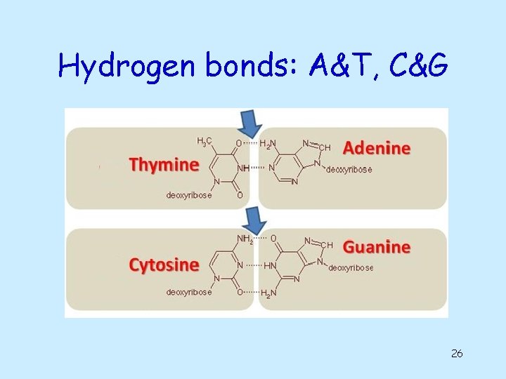 Hydrogen bonds: A&T, C&G 26 Hydrogen bonds: A&T, C&G 26