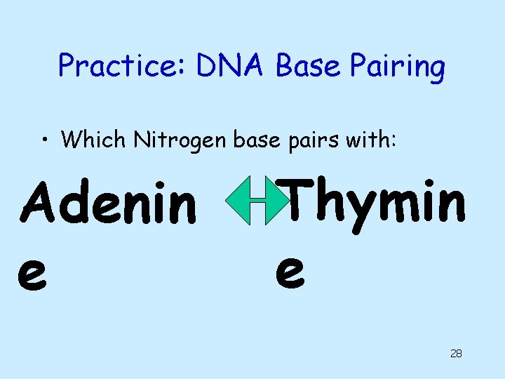 Practice: DNA Base Pairing • Which Nitrogen base pairs with: Adenin e Thymin e Practice: DNA Base Pairing • Which Nitrogen base pairs with: Adenin e Thymin e