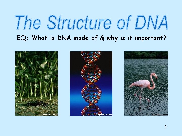 EQ: What is DNA made of & why is it important? 3 EQ: What is DNA made of & why is it important? 3