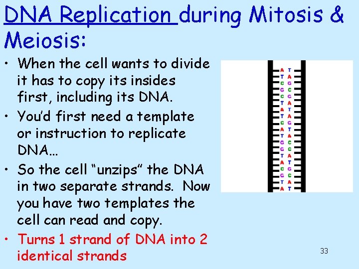 DNA Replication during Mitosis & Meiosis: • When the cell wants to divide it DNA Replication during Mitosis & Meiosis: • When the cell wants to divide it