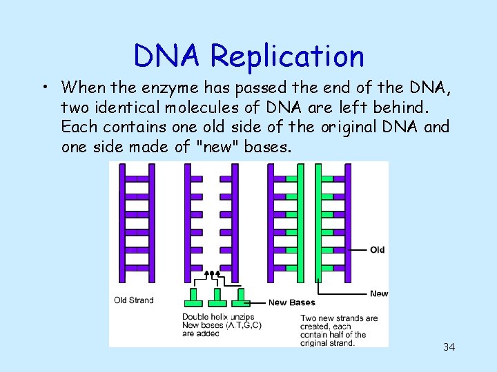 DNA Replication • When the enzyme has passed the end of the DNA, two DNA Replication • When the enzyme has passed the end of the DNA, two