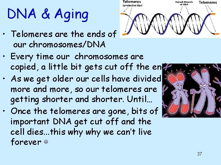 DNA & Aging • Telomeres are the ends of our chromosomes/DNA • Every time DNA & Aging • Telomeres are the ends of our chromosomes/DNA • Every time