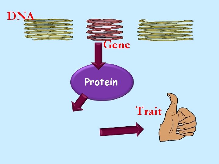 DNA Gene Protein Trait DNA Gene Protein Trait
