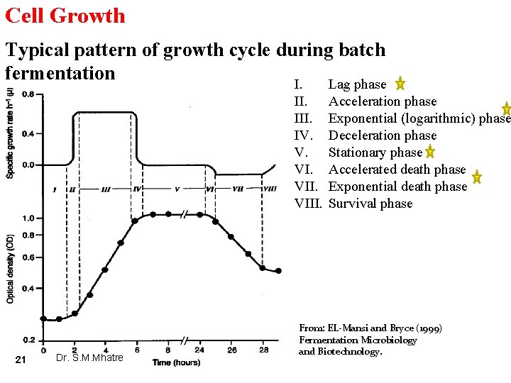 Cell Growth Typical pattern of growth cycle during batch fermentation I. Lag phase II.