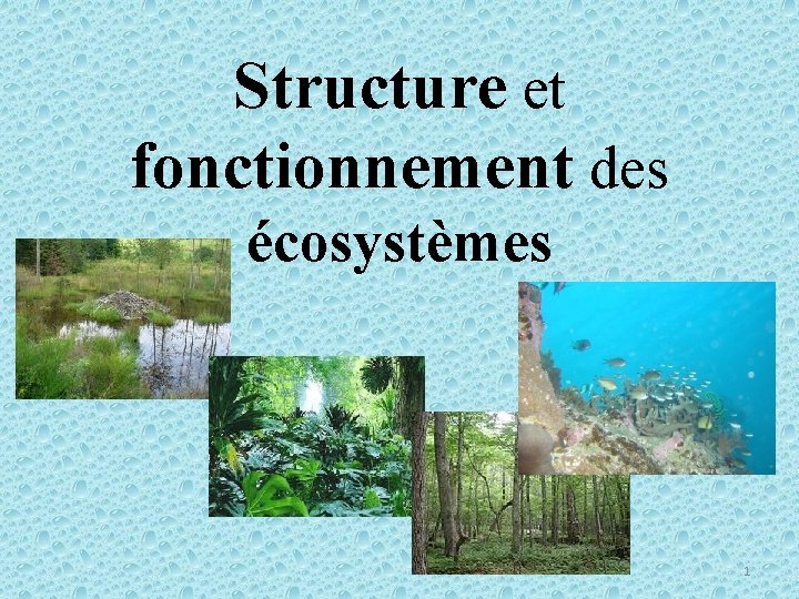 Structure et fonctionnement des écosystèmes 1 