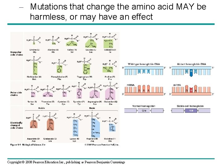 – Mutations that change the amino acid MAY be harmless, or may have an