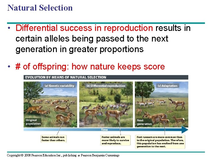 Natural Selection • Differential success in reproduction results in certain alleles being passed to