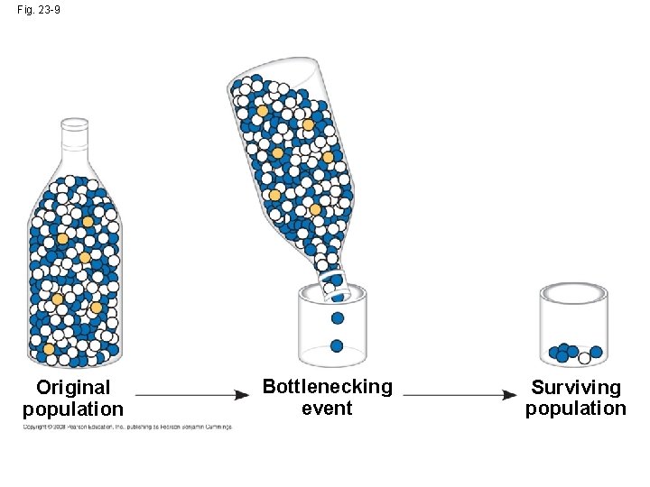 Fig. 23 -9 Original population Bottlenecking event Surviving population 