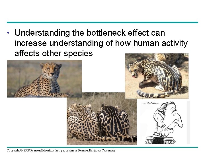  • Understanding the bottleneck effect can increase understanding of how human activity affects