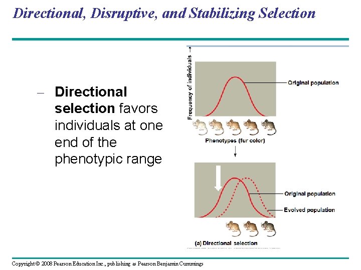 Directional, Disruptive, and Stabilizing Selection – Directional selection favors individuals at one end of