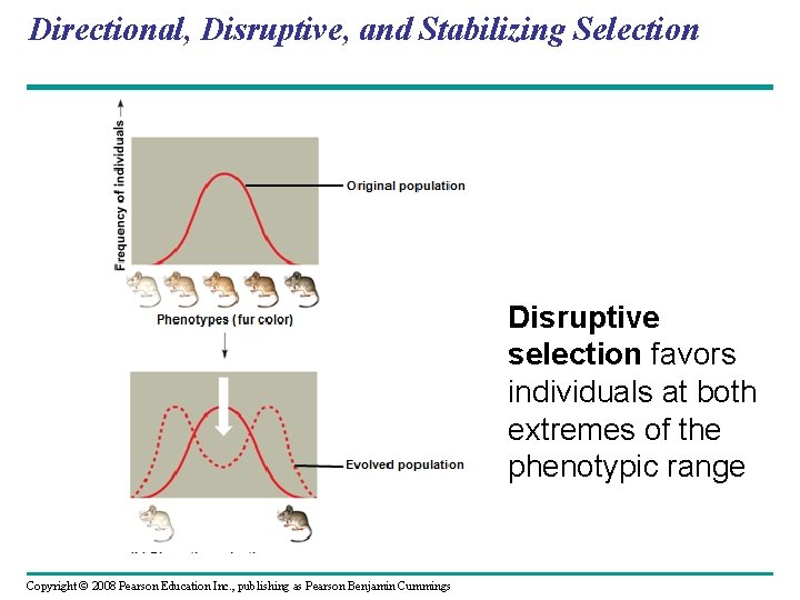 Directional, Disruptive, and Stabilizing Selection – Disruptive selection favors individuals at both extremes of