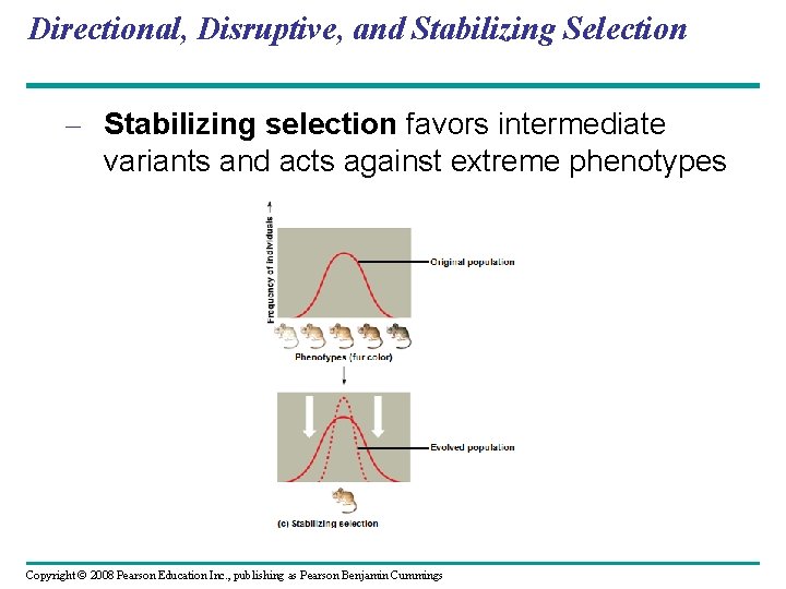 Directional, Disruptive, and Stabilizing Selection – Stabilizing selection favors intermediate variants and acts against