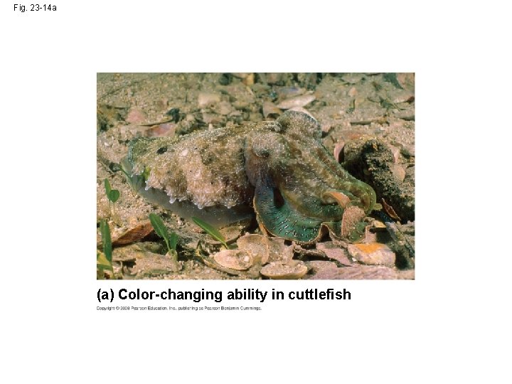 Fig. 23 -14 a (a) Color-changing ability in cuttlefish 