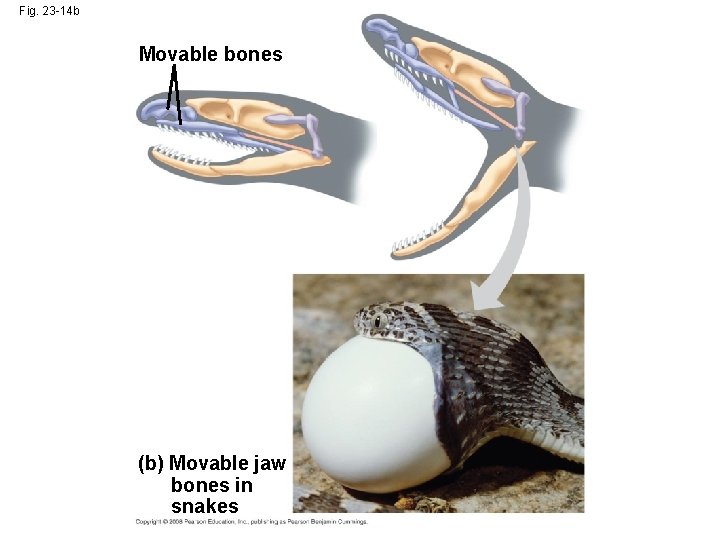 Fig. 23 -14 b Movable bones (b) Movable jaw bones in snakes 