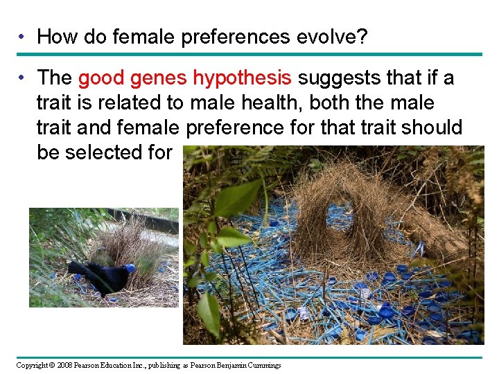  • How do female preferences evolve? • The good genes hypothesis suggests that