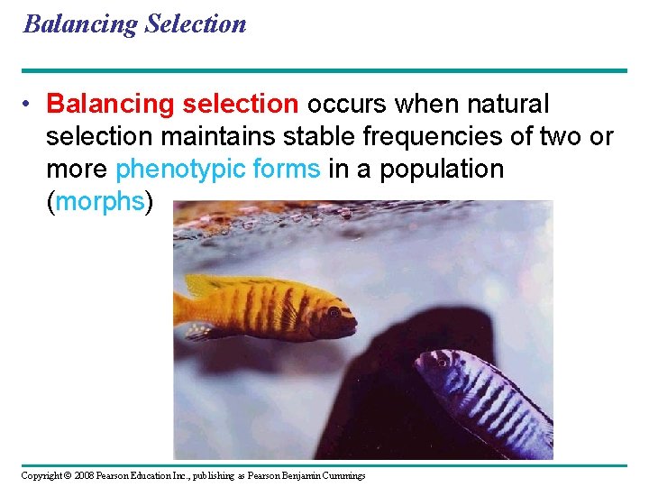 Balancing Selection • Balancing selection occurs when natural selection maintains stable frequencies of two