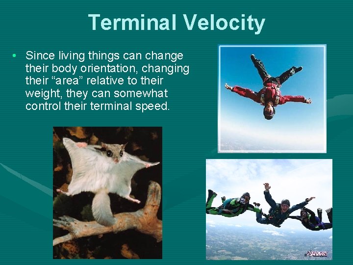 Terminal Velocity • Since living things can change their body orientation, changing their “area”