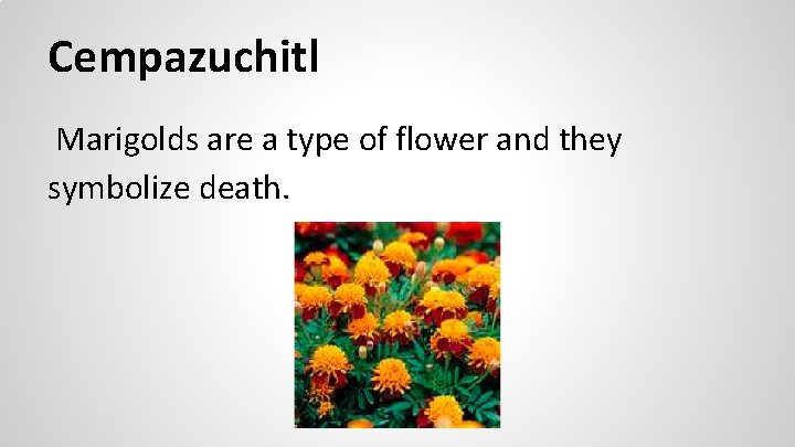 Cempazuchitl Marigolds are a type of flower and they symbolize death. 