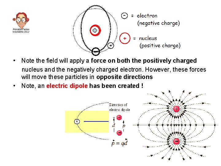  • Note the field will apply a force on both the positively charged