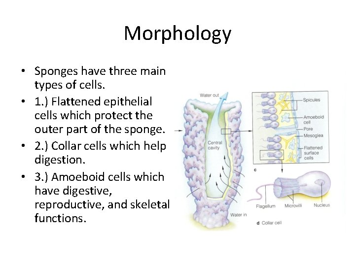 Morphology • Sponges have three main types of cells. • 1. ) Flattened epithelial