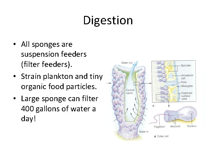 Digestion • All sponges are suspension feeders (filter feeders). • Strain plankton and tiny