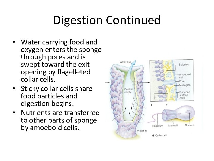 Digestion Continued • Water carrying food and oxygen enters the sponge through pores and