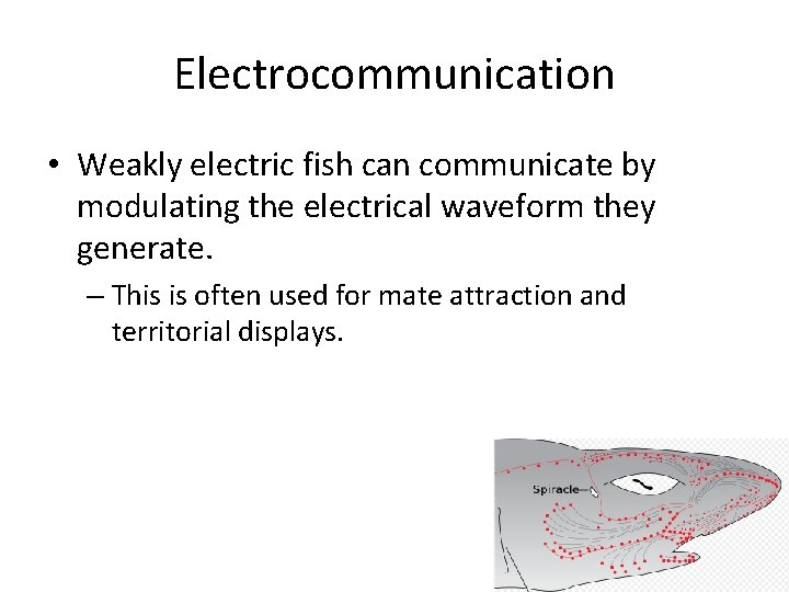 Electrocommunication • Weakly electric fish can communicate by modulating the electrical waveform they generate.