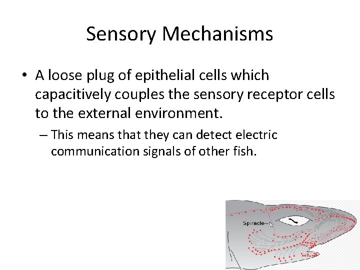 Sensory Mechanisms • A loose plug of epithelial cells which capacitively couples the sensory