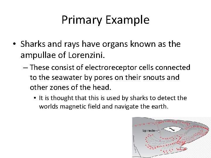 Primary Example • Sharks and rays have organs known as the ampullae of Lorenzini.