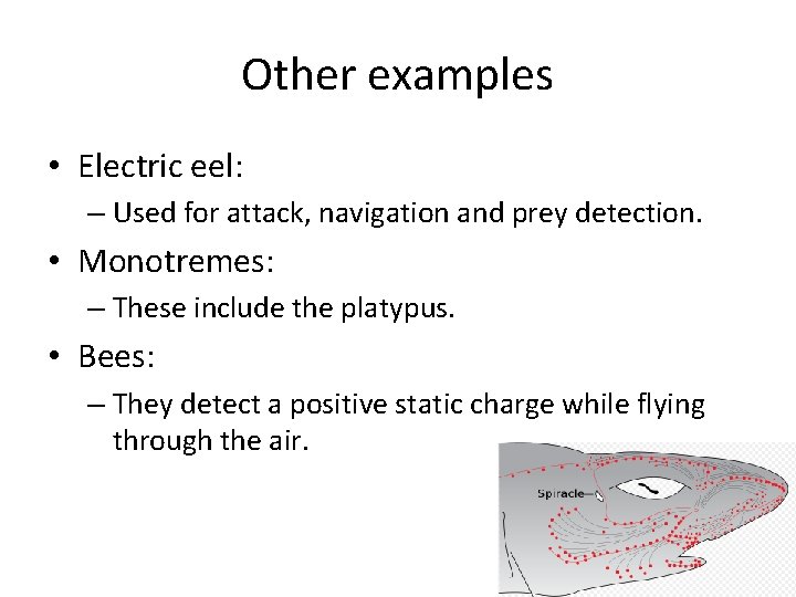 Other examples • Electric eel: – Used for attack, navigation and prey detection. • Other examples • Electric eel: – Used for attack, navigation and prey detection. •