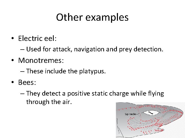 Other examples • Electric eel: – Used for attack, navigation and prey detection. •