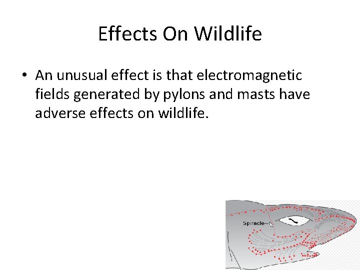 Effects On Wildlife • An unusual effect is that electromagnetic fields generated by pylons