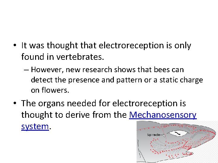  • It was thought that electroreception is only found in vertebrates. – However,