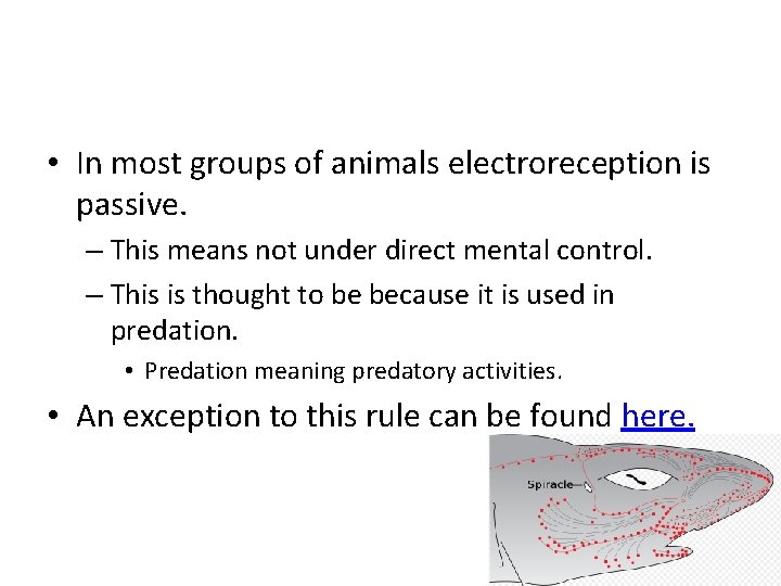  • In most groups of animals electroreception is passive. – This means not