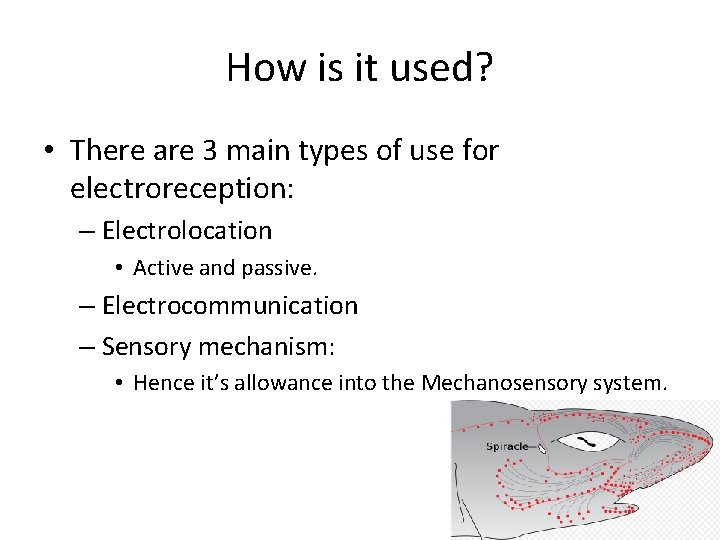 How is it used? • There are 3 main types of use for electroreception: