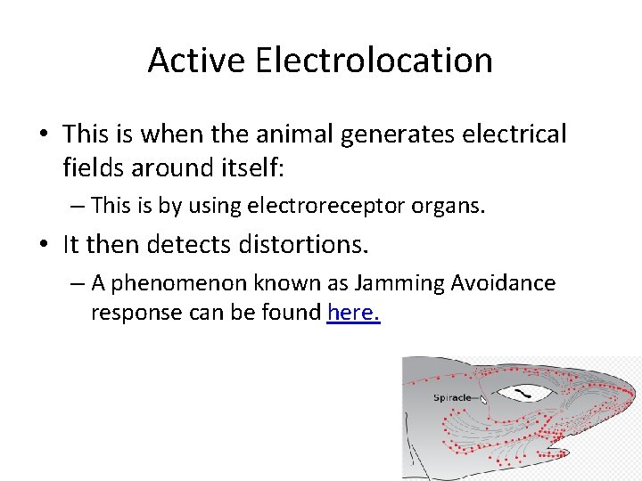 Active Electrolocation • This is when the animal generates electrical fields around itself: –
