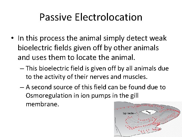 Passive Electrolocation • In this process the animal simply detect weak bioelectric fields given