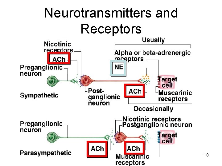 Neurotransmitters and Receptors 10 