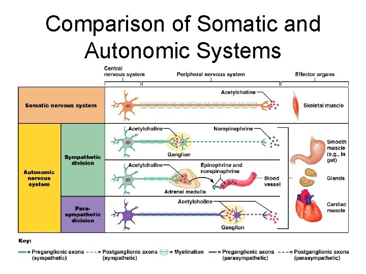Comparison of Somatic and Autonomic Systems 12 