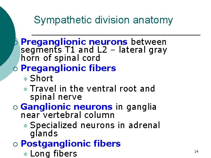Sympathetic division anatomy Preganglionic neurons between segments T 1 and L 2 – lateral