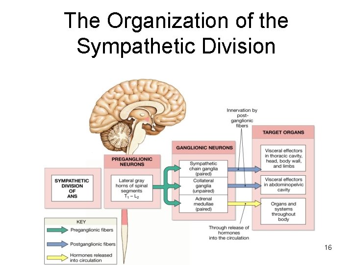 The Organization of the Sympathetic Division 16 